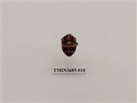 藏品(桑/杜萊氏寬盾椿象)的圖片